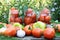 Canning tomatoes at home