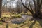 Cannock Chase Stepping Stones- Beautiful view with trees and running water