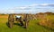 Cannon at Gettysburg