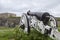 Cannon in Halden