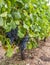 Cannonau grape cluster in the vineyard, Jerzu Sardinia, Italy