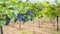 Cannonau grape cluster in the vineyard, Jerzu Sardinia, Italy