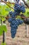 Cannonau grape cluster in the vineyard, Jerzu Sardinia, Italy