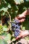 Cannonau grape harvest. Manual harvesting of grapes. Agriculture