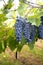 Cannonau grapes ripe for the harvest