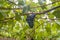 Cannonau grapes ripe for the harvest