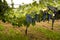 Cannonau grapes ripe for the harvest