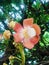 cannonball flower sri lanka nature