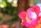 Cannonball flowers , Cannonball Tree, Sala tree, Shorea robusta flowers.