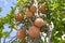 Cannonball fruits tree in garden