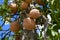 Cannonball fruits tree in garden