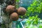 Cannonball tree