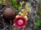 Cannonball Tree