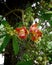 Cannonball tree. Couroupita. Wildflowers in Asia