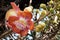 Cannonball Tree Flower.