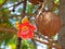 Cannonball Tree Flower with Cannonball Fruit