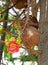 Cannonball Tree Flower with Cannonball Fruit