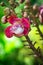 Cannonball tree flower (Couroupita guianensis)