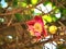 Cannonball Tree Flower on Nature Background