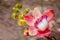 Cannonball Tree flowers