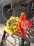 Cannonball tree flowers and fruits