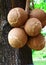 Cannonball tree fruit.