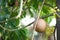 Cannonball tree fruits