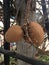 Cannonball tree and fruits