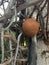 Cannonball tree and fruits