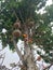 Cannonball tree and fruits