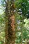 Cannonball Tree studded with Flowers and Fruits