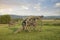 Cannons at Antietam (Sharpsburg) Battlefield in Maryland