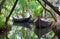 Canoe boats on Kerala backwaters