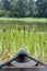 Canoe cattails