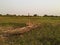 Canoe in the middle of green grass