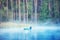 Canoe on misty forest pond