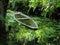 Canoe in the vegetation