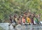 Canoe war ceremony of Asmat people