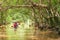Canoeing in flooded banyan tree forest