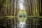 canoeing and kayaking in a serene forest, with birds chirping in the background