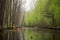 canoeing and kayaking in a serene forest, with birds chirping in the background