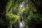 canoeist exploring lush forest, with the sound of birdsong and insects in the background