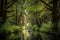 canoeist exploring lush forest, with tall trees and peaceful water