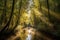 canoeist paddling through serene forest, with the sun shining through the trees