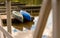 Canoes upside down on a dock on a lake