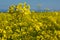 Canola coleseed blossom, rapeseed field against blue sky