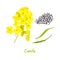 Canola or colza. flowers, seeds, leaf. Rapeseed blossom isolated on white. Brassica napus. Blooming rape yellow