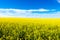 Canola crop farm field during summer