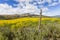 Canola Crops