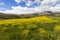 Canola Crops